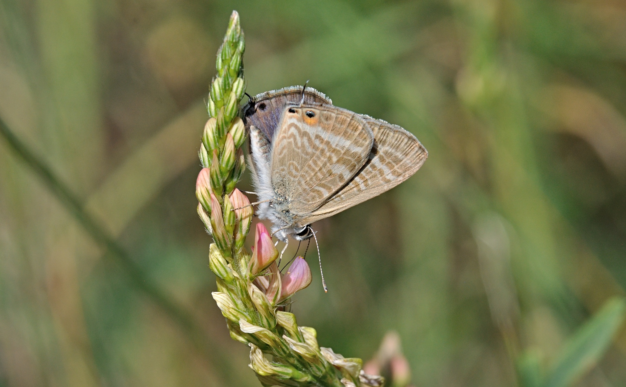 Foto B070496, © Adriaan van Os, Coustouges 07-06-2022, H�he 820 m, Lampides boeticus