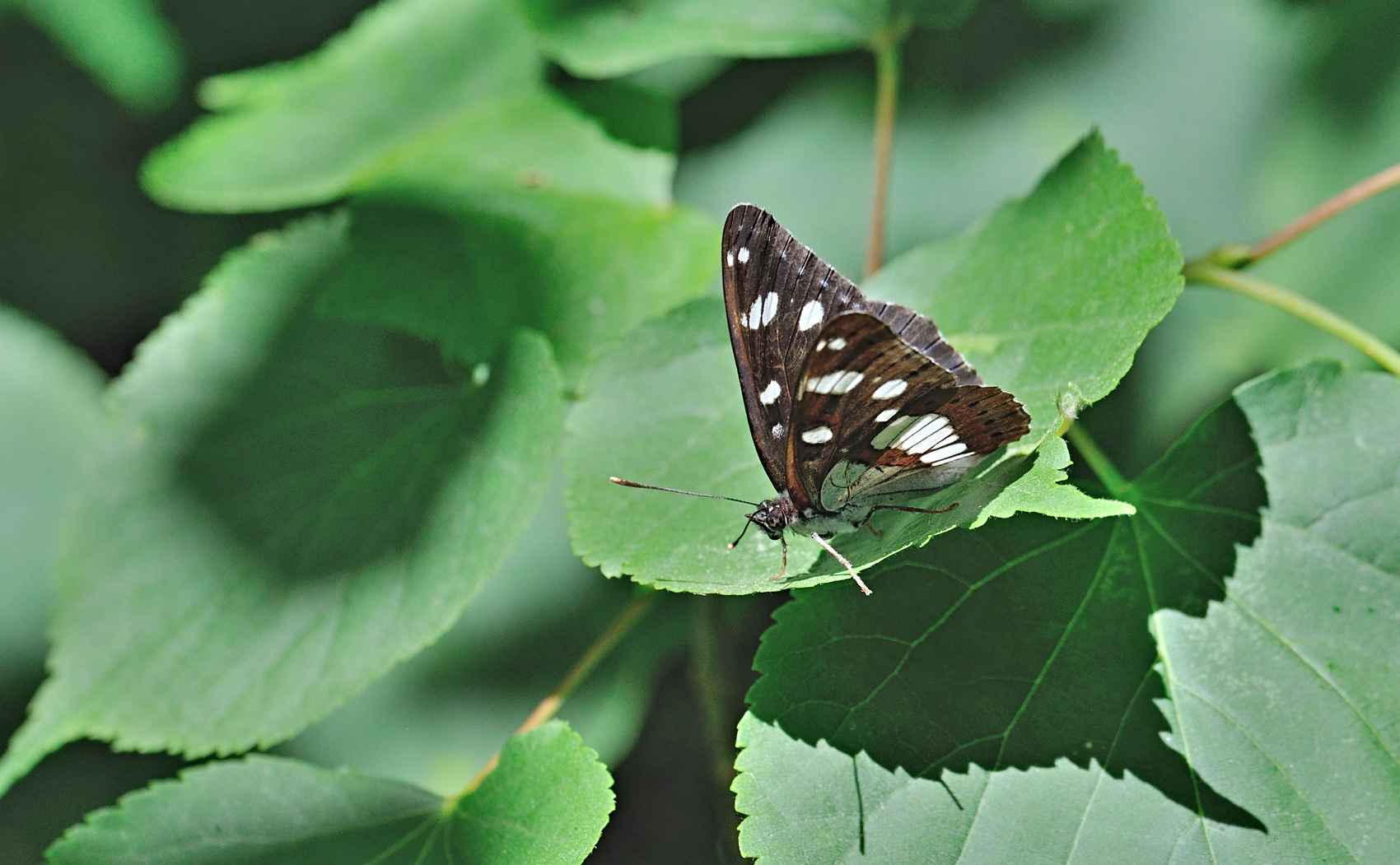 foto B070647, © Adriaan van Os, Coustouges 09-06-2022, hoogte 800 m, Limenitis reducta