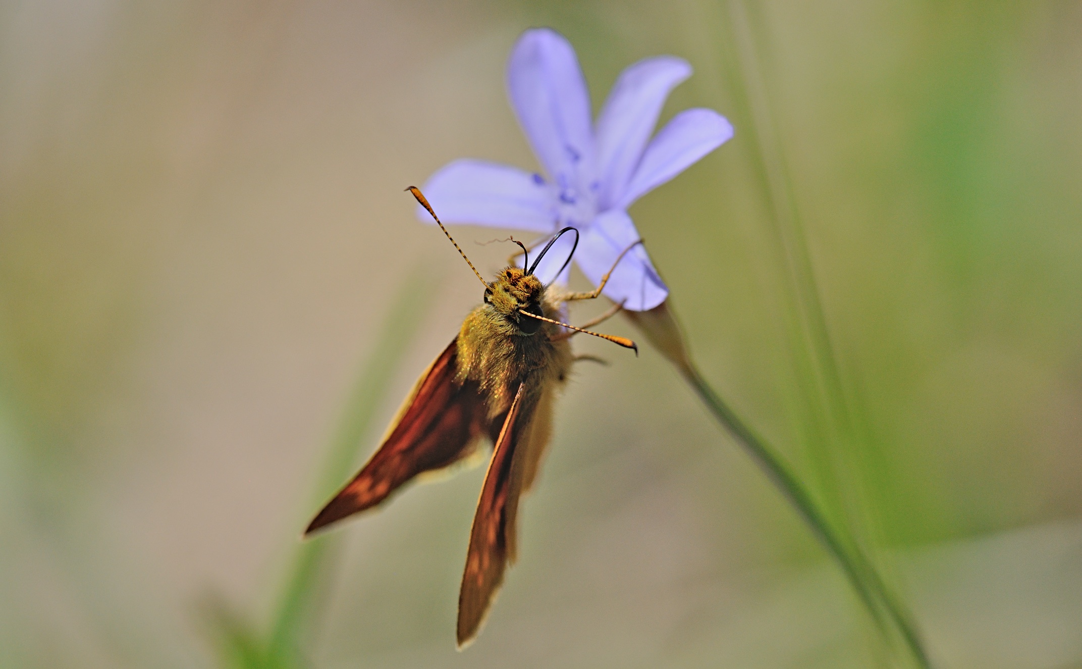 foto B070660, © Adriaan van Os, Coustouges 09-06-2022, altitud 820 m, Ochlodes sylvanus