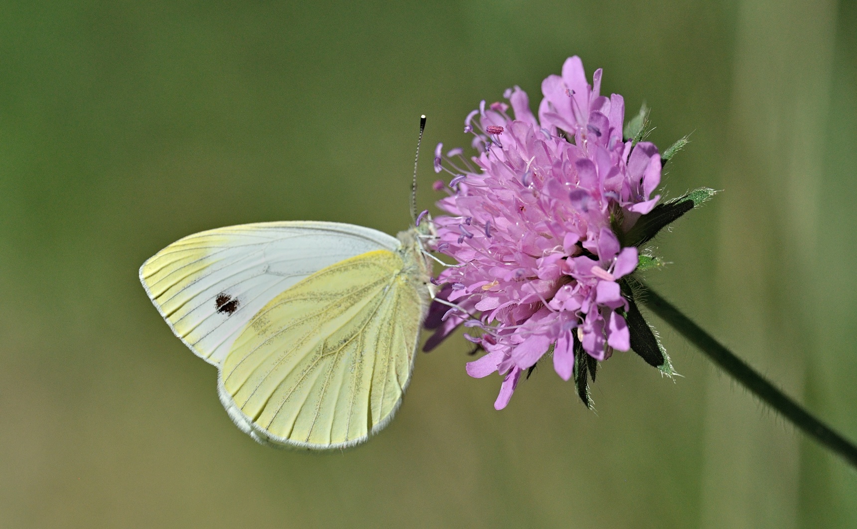 photo B070715, © Adriaan van Os, Coustouges 09-06-2022, altitude 820 m, Pieris napi meridionalis