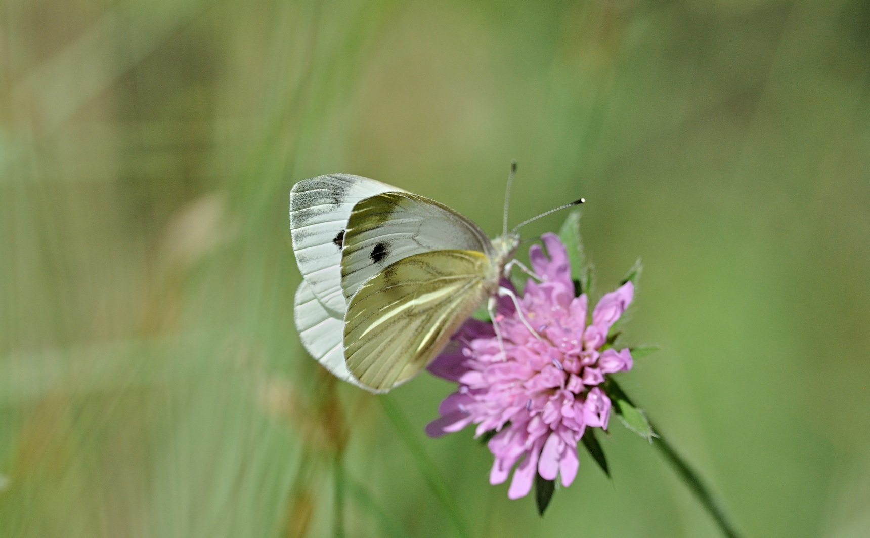 foto B070723, © Adriaan van Os, Coustouges 09-06-2022, altitud 820 m, Pieris napi meridionalis