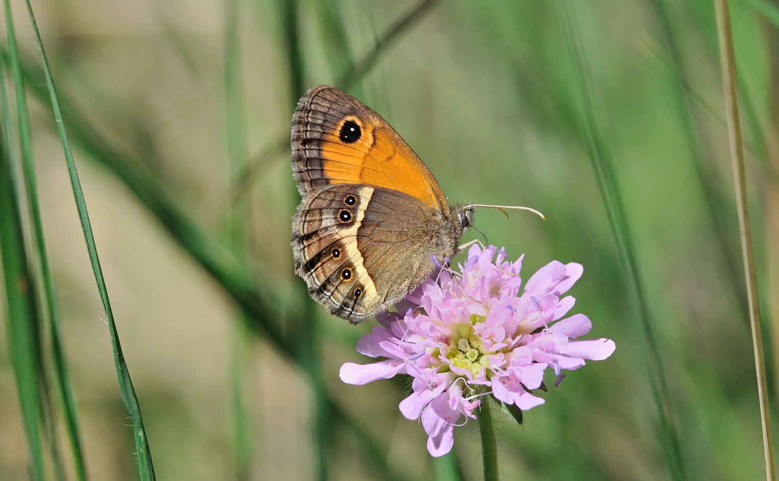 photo B070757, © Adriaan van Os, Coustouges 09-06-2022, altitude 800 m, Pyronia bathseba