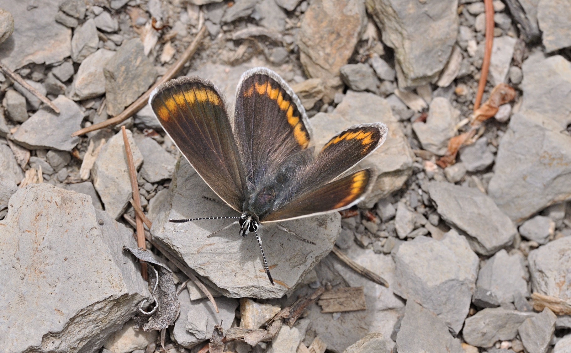 foto B070810, © Adriaan van Os, Coustouges 09-06-2022, altitud 800 m, Aricia agestis
