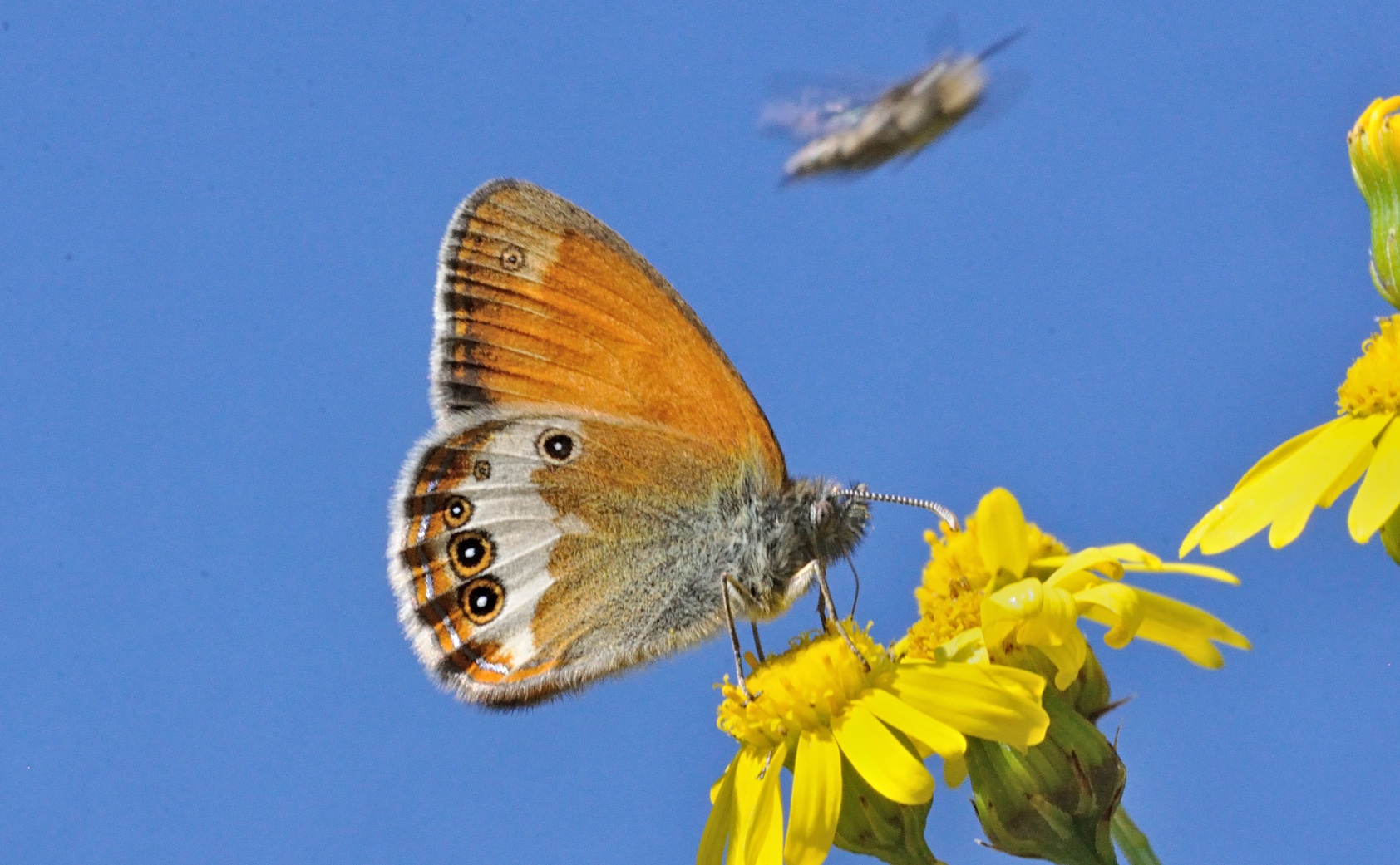 foto B070831, © Adriaan van Os, Coustouges 09-06-2022, altitud 800 m, Coenonympha arcania