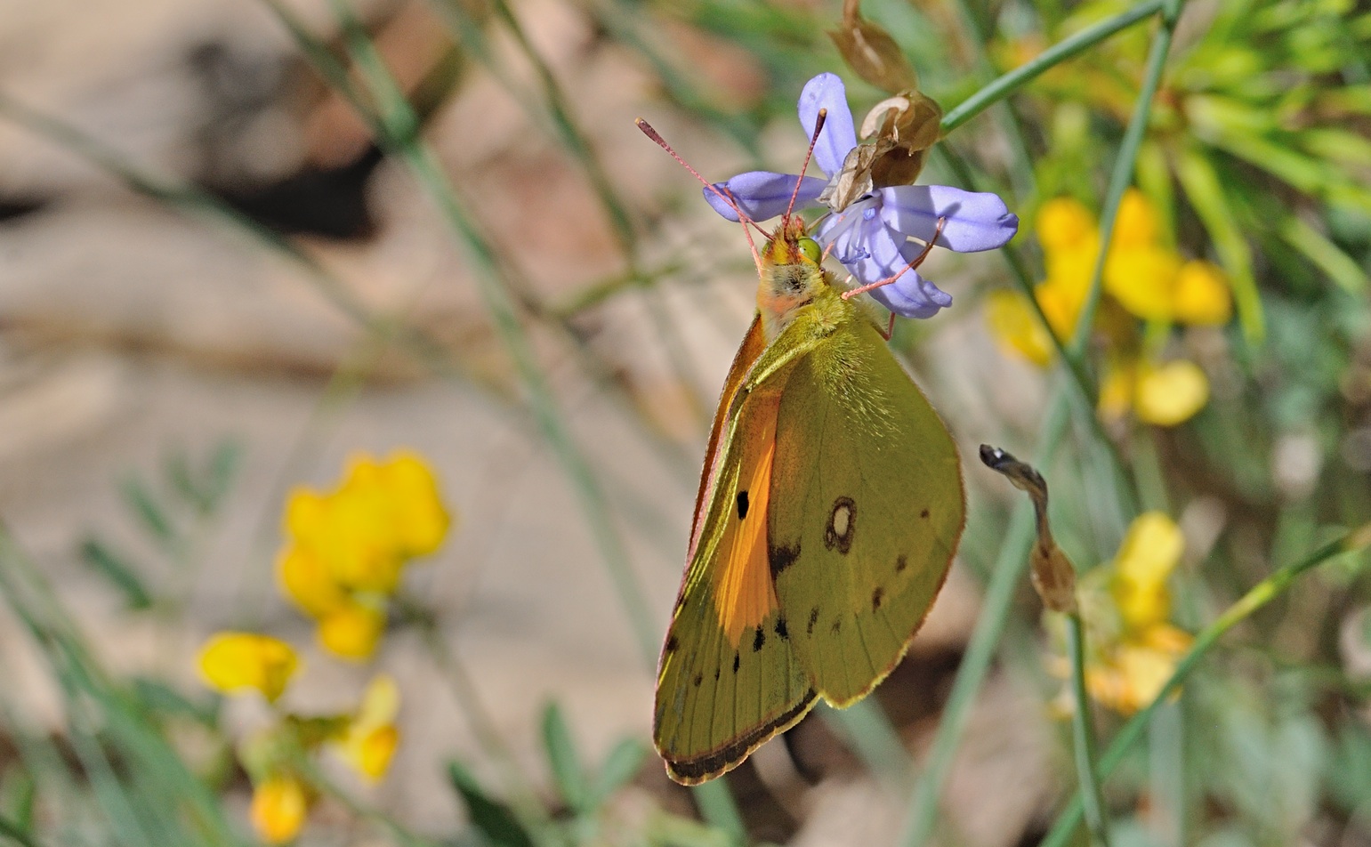 foto B070869, © Adriaan van Os, Coustouges 10-06-2022, altitud 800 m, Colias croceus