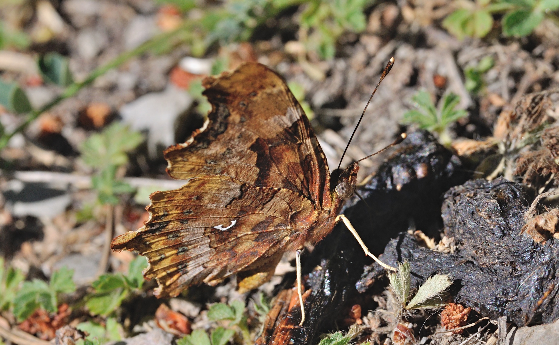 Foto B070881, © Adriaan van Os, Coustouges 10-06-2022, H�he 800 m, Polygonia c-album f. hutchinsoni