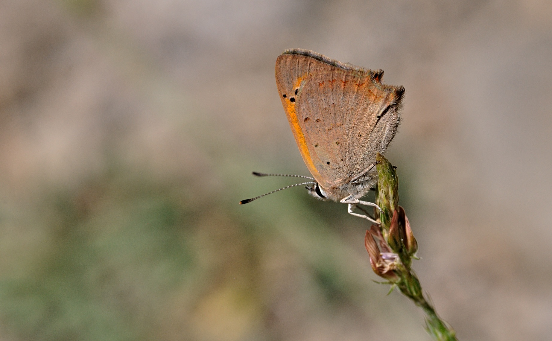 photo B070896, © Adriaan van Os, Coustouges 10-06-2022, altitude 800 m, Lycaena phlaeas