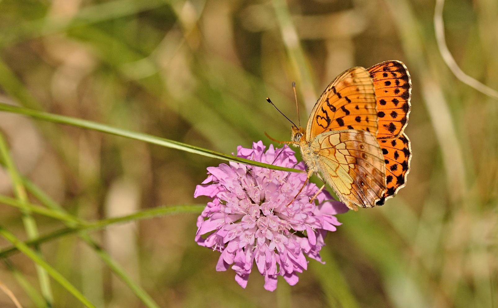 Foto B070971, © Adriaan van Os, Coustouges 12-06-2022, H�he 820 m, Brenthis daphne