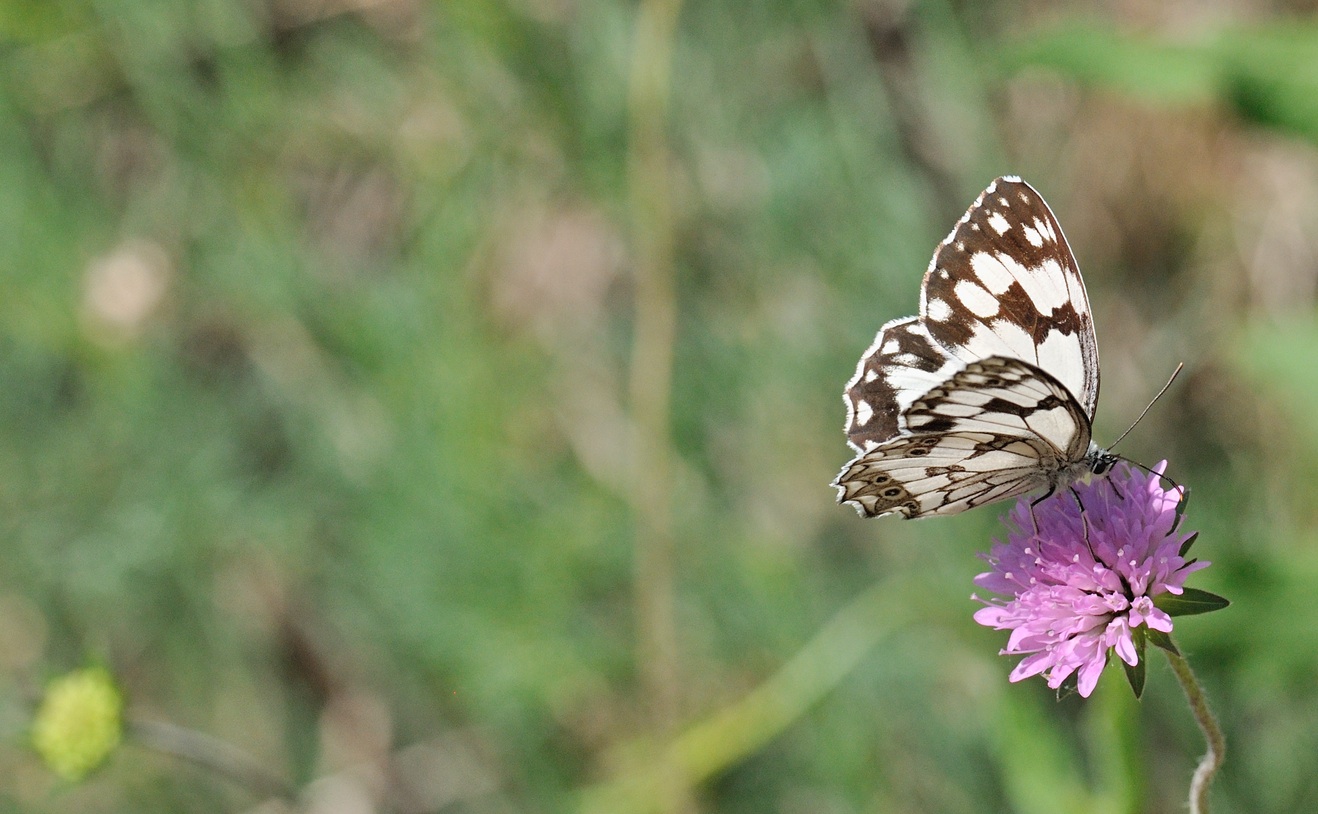 photo B070972, © Adriaan van Os, Coustouges 12-06-2022, altitudo 820 m, Melanargia lachesis
