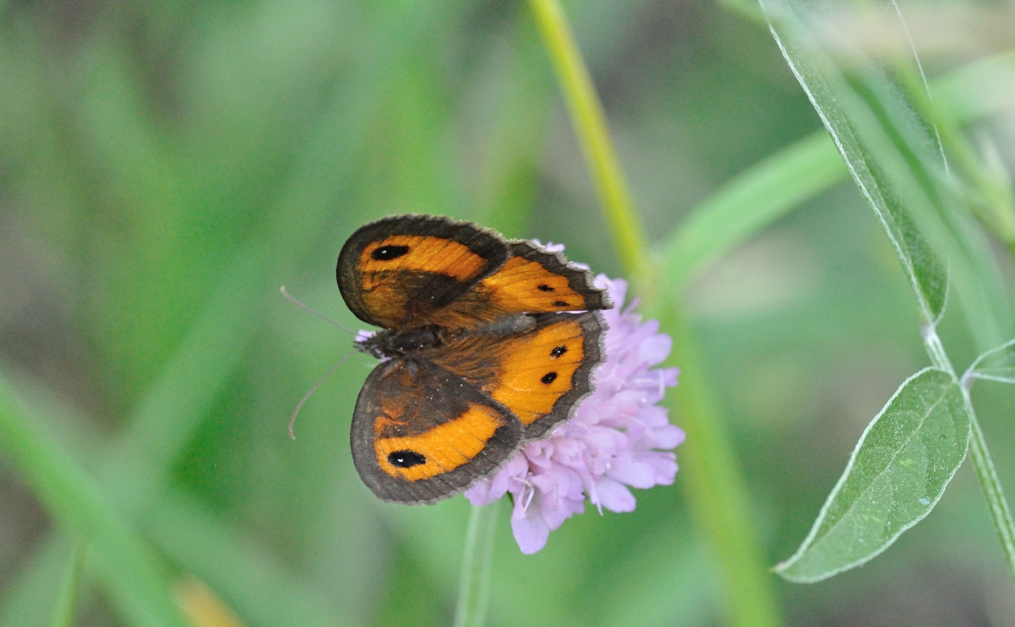 foto B070993, © Adriaan van Os, Coustouges 12-06-2022, hoogte 820 m, Pyronia bathseba