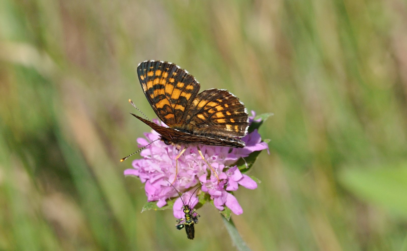 foto B071006, © Adriaan van Os, Coustouges 12-06-2022, altitud 820 m, Melitaea diamina
