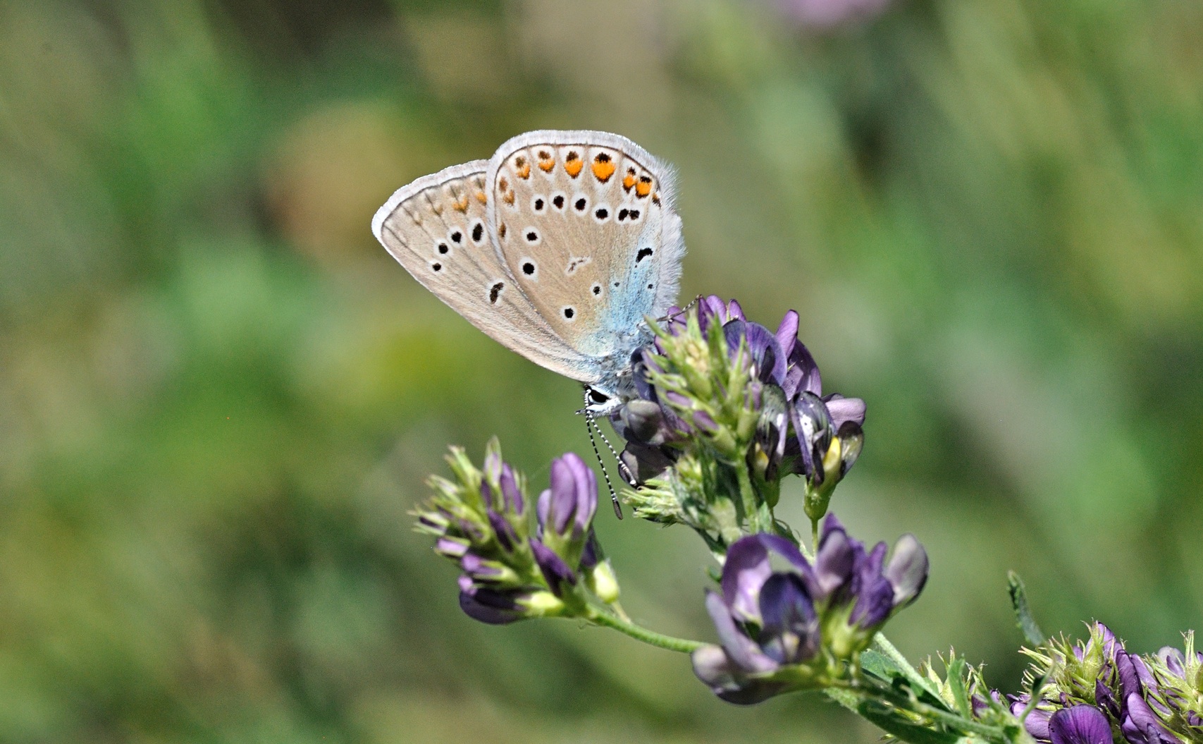 foto B071012, © Adriaan van Os, Coustouges 12-06-2022, altitud 820 m, Polyommatus amandus