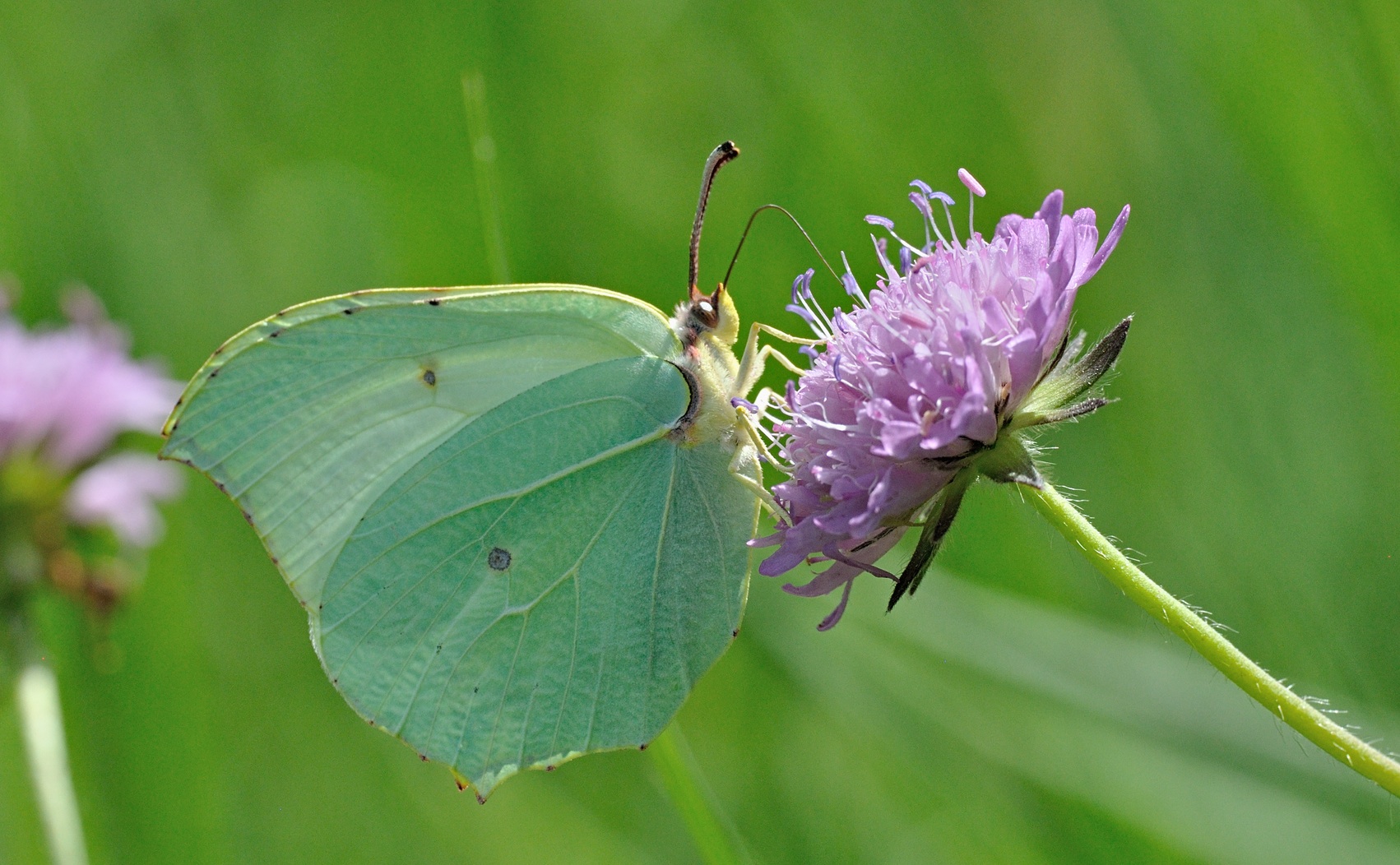 foto B071048, © Adriaan van Os, Coustouges 15-06-2022, altitud 800 m, Gonepteryx rhamni o Gonepteryx cleopatra