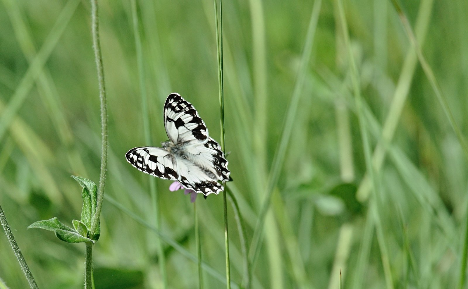foto B071065, © Adriaan van Os, Coustouges 15-06-2022, altitud 800 m, Melanargia lachesis