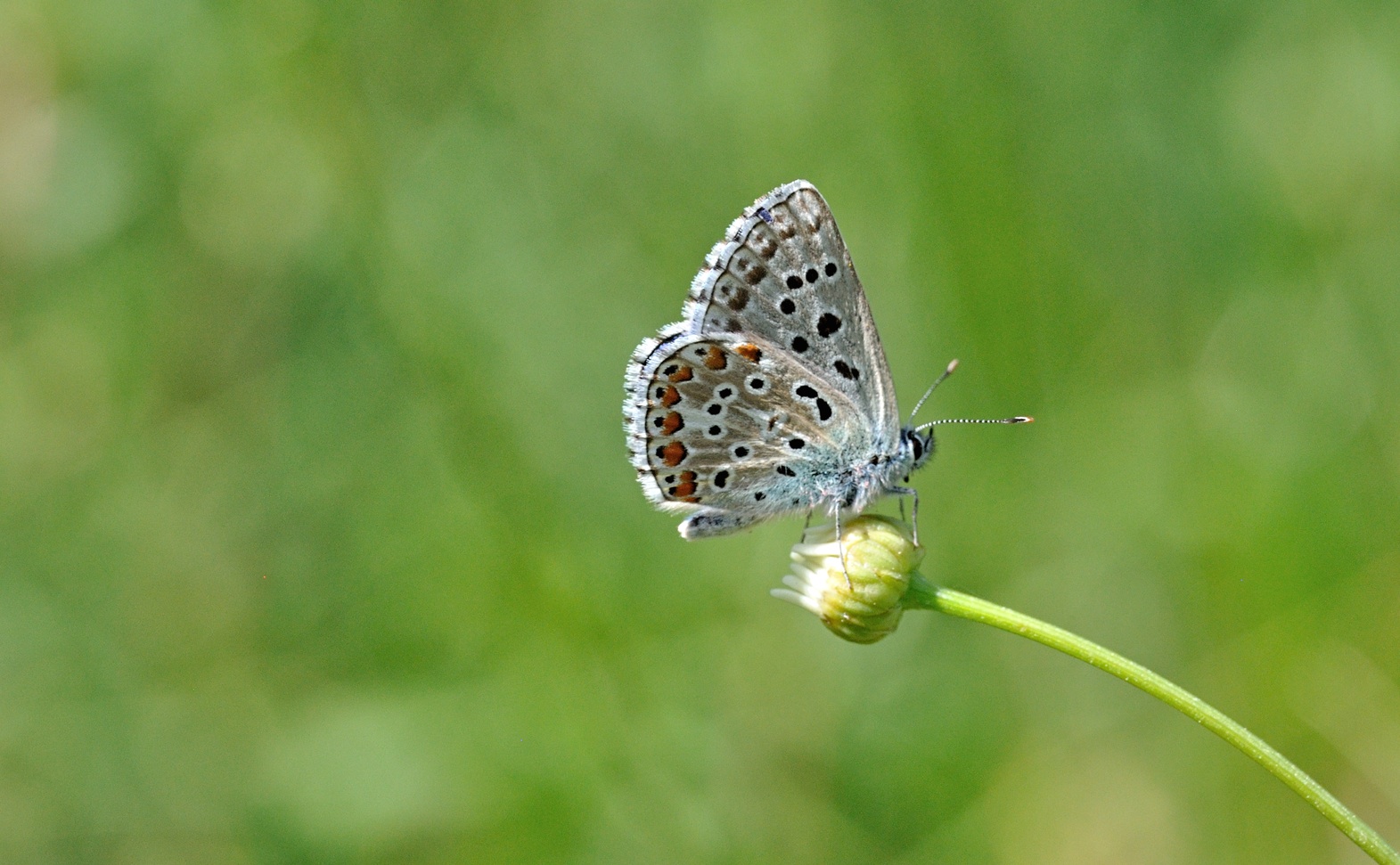 Foto B071082, © Adriaan van Os, Coustouges 15-06-2022, H�he 800 m, Polyommatus bellargus