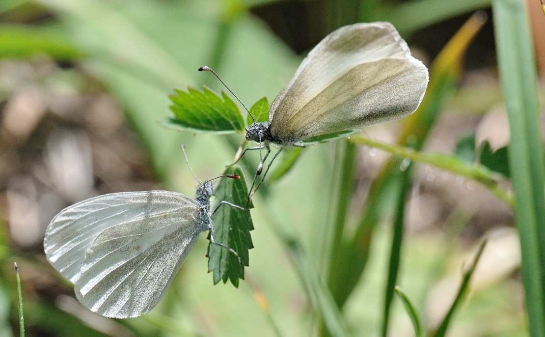 foto B071097, © Adriaan van Os, Coustouges 15-06-2022, altitud 800 m, Leptidea reali ?