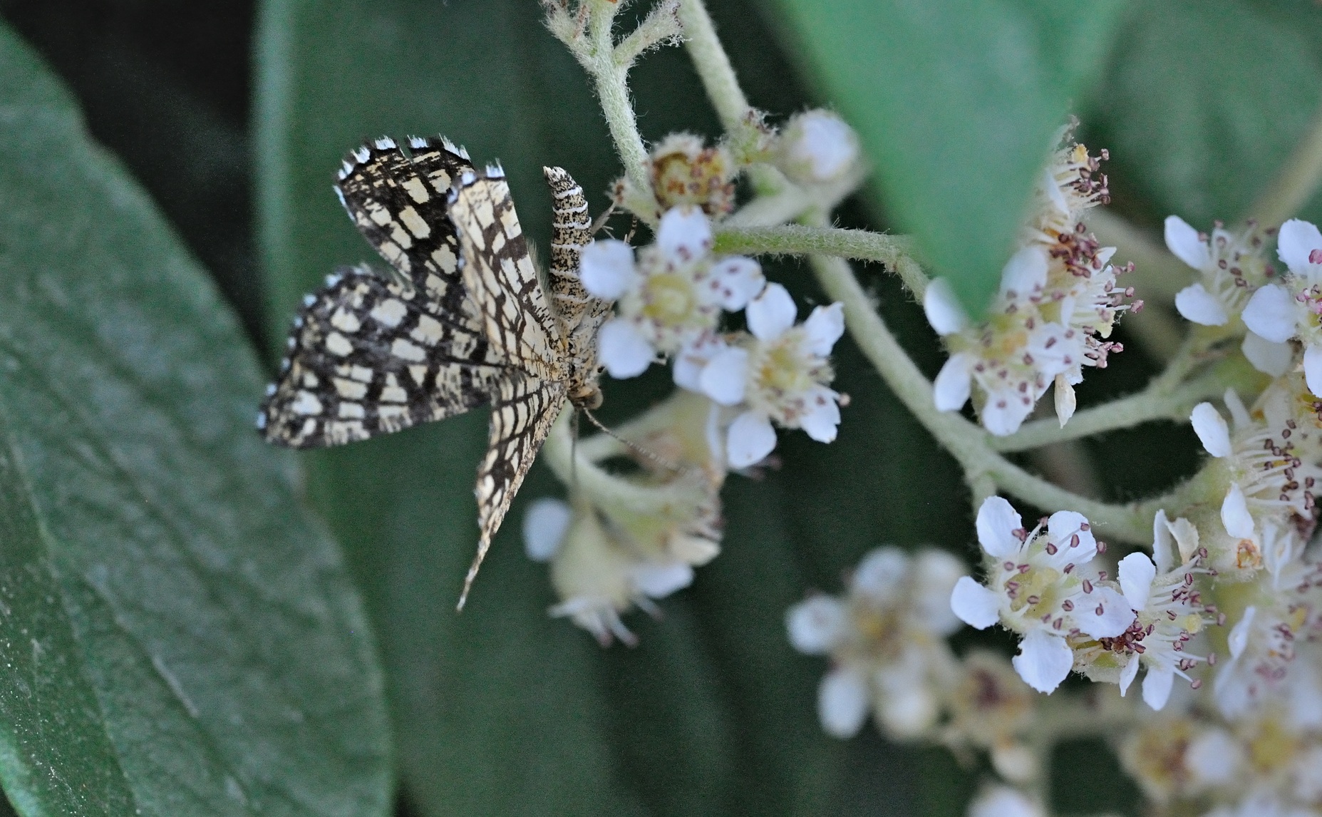 foto B071169, © Adriaan van Os, Coustouges 16-06-2022, altitud 820 m, Euclidia mi
