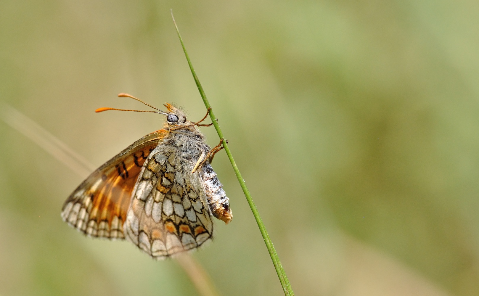 Foto B071239, © Adriaan van Os, Coustouges 16-06-2022, H�he 820 m, Melitaea parthenoides