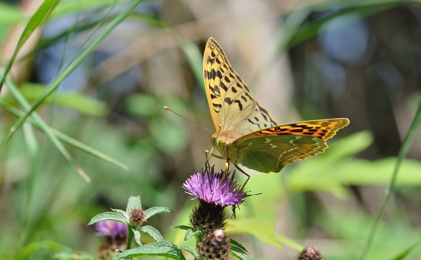 photo B071347, © Adriaan van Os, Villeroge 20-06-2022, altitudo 800 m, Argynnis pandora
