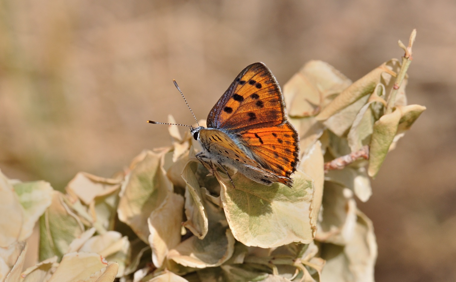 photo B071355, © Adriaan van Os, Villeroge 20-06-2022, altitude 800 m, Lycaena alciphron