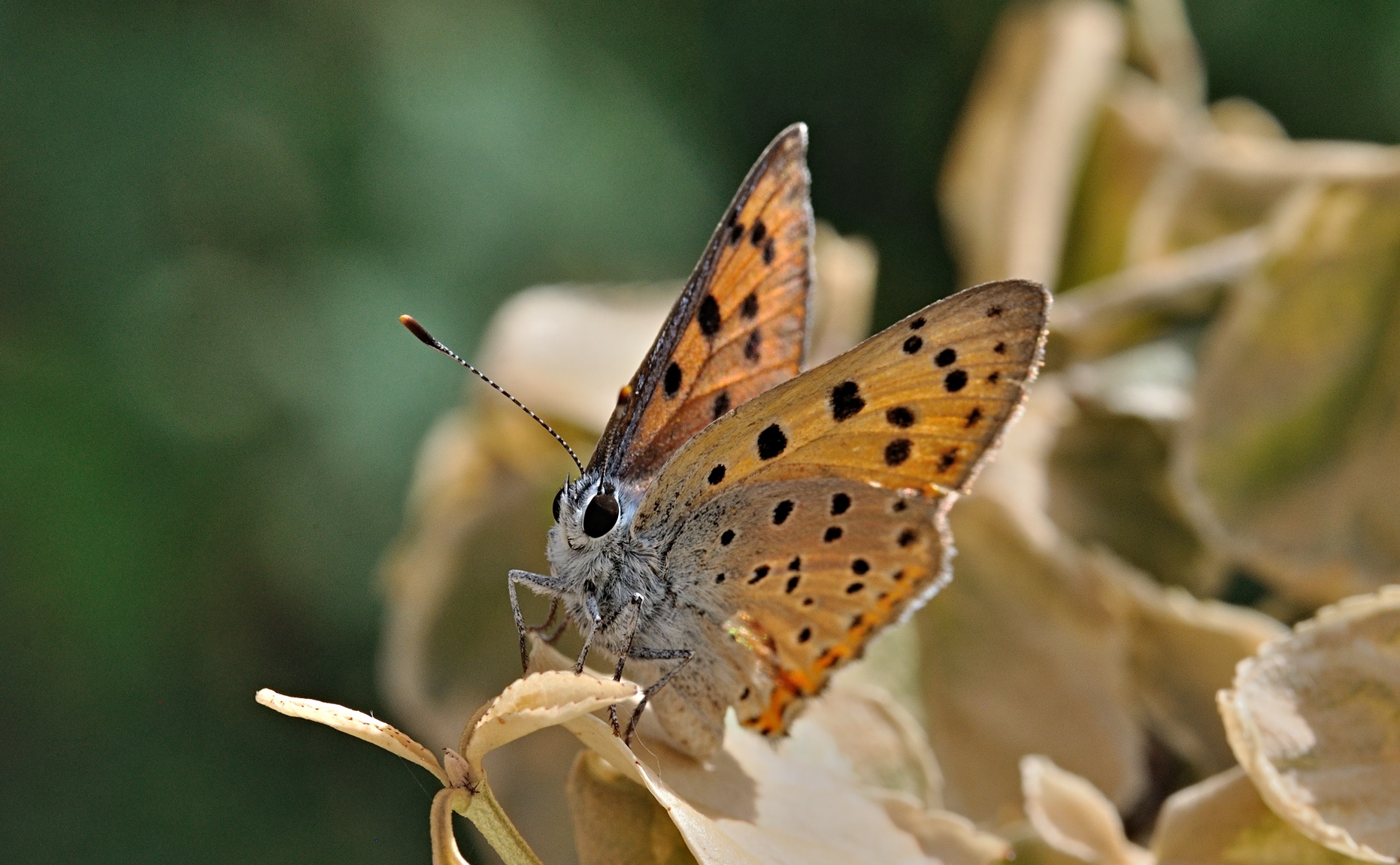 foto B071369, © Adriaan van Os, Villeroge 20-06-2022, altitud 800 m, Lycaena alciphron