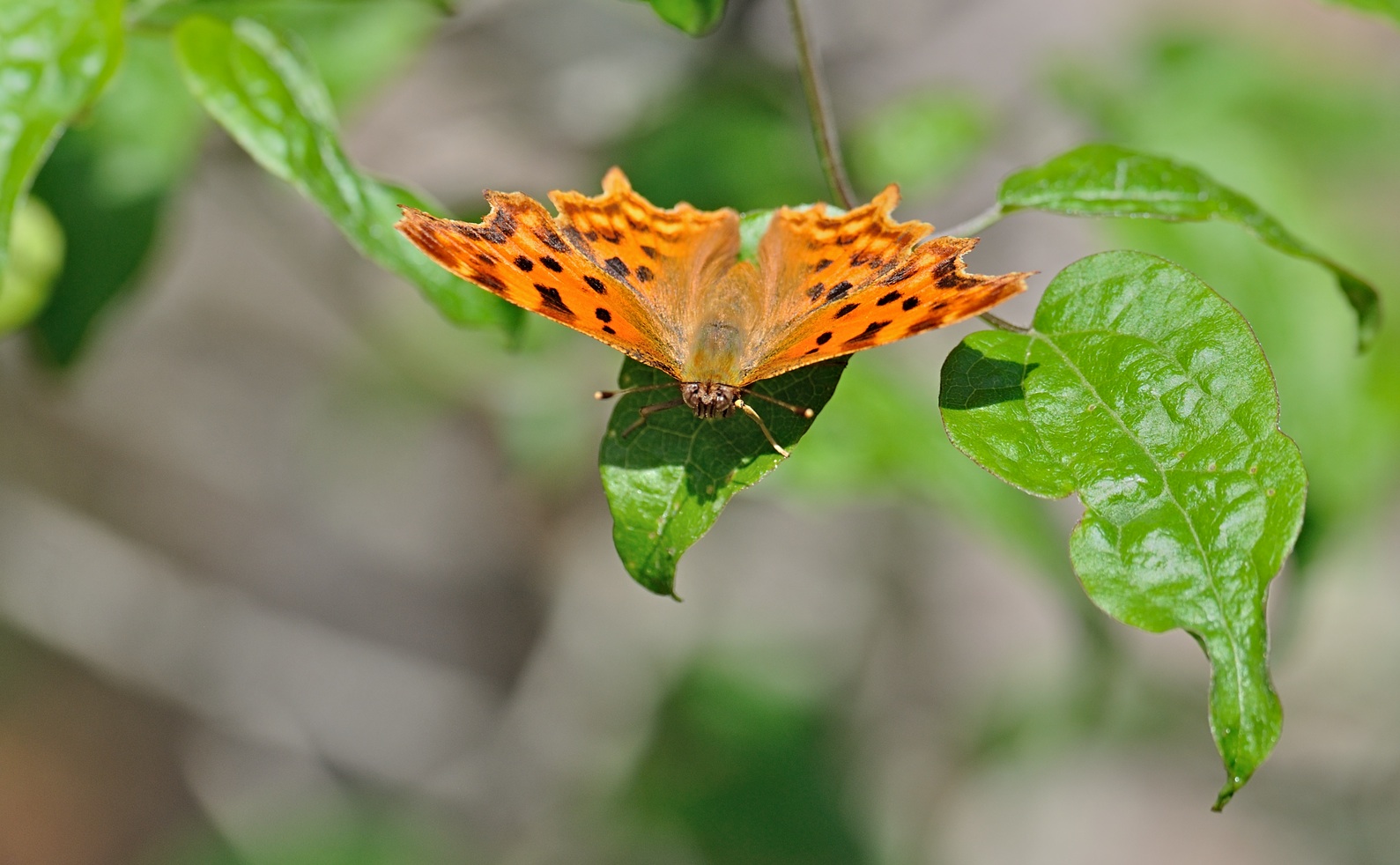 foto B071403, © Adriaan van Os, Coustouges 23-06-2022, altitud 800 m, Polygonia c-album