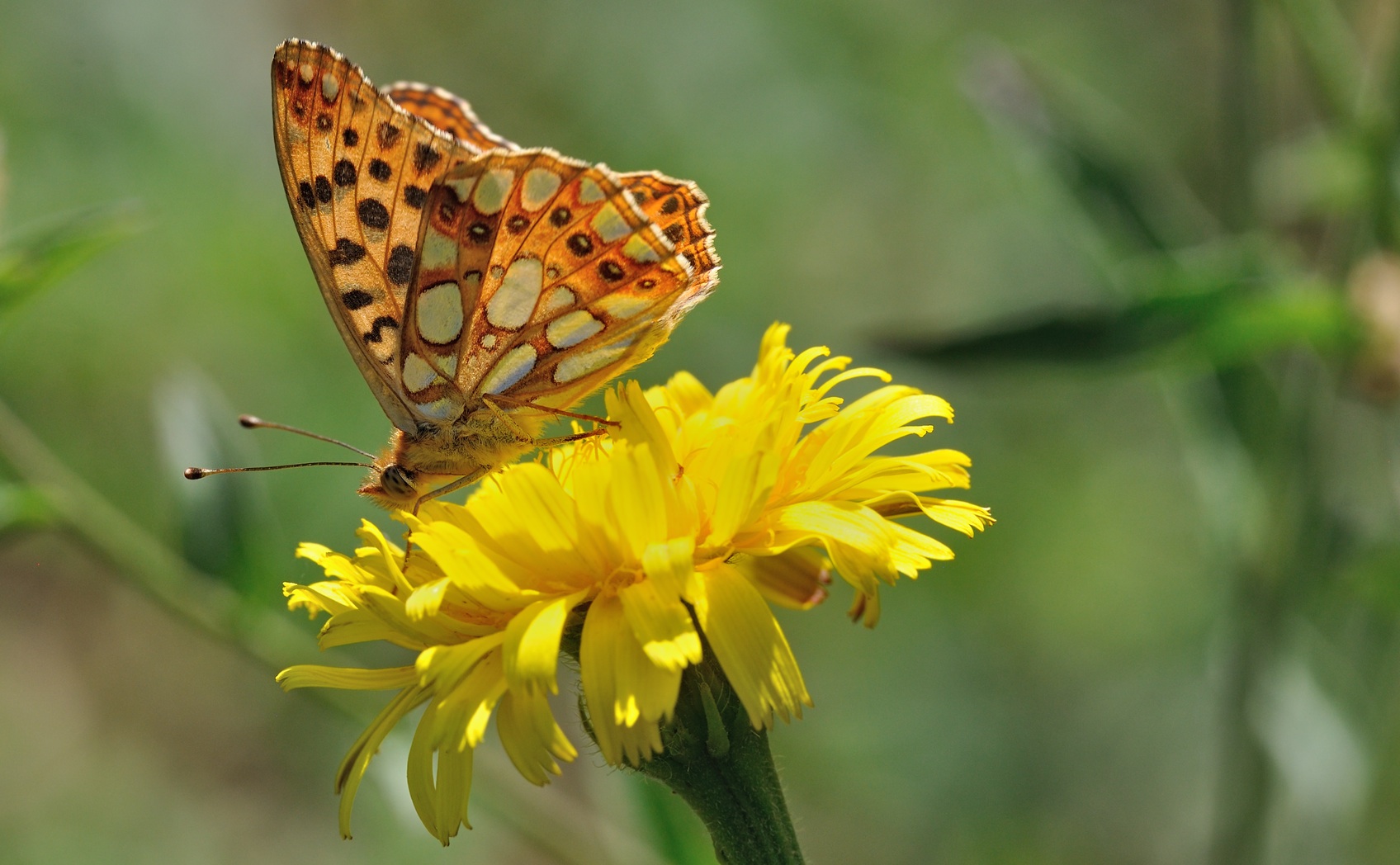 photo B071469, © Adriaan van Os, Villeroge 25-06-2022, altitude 800 m, Issoria lathonia