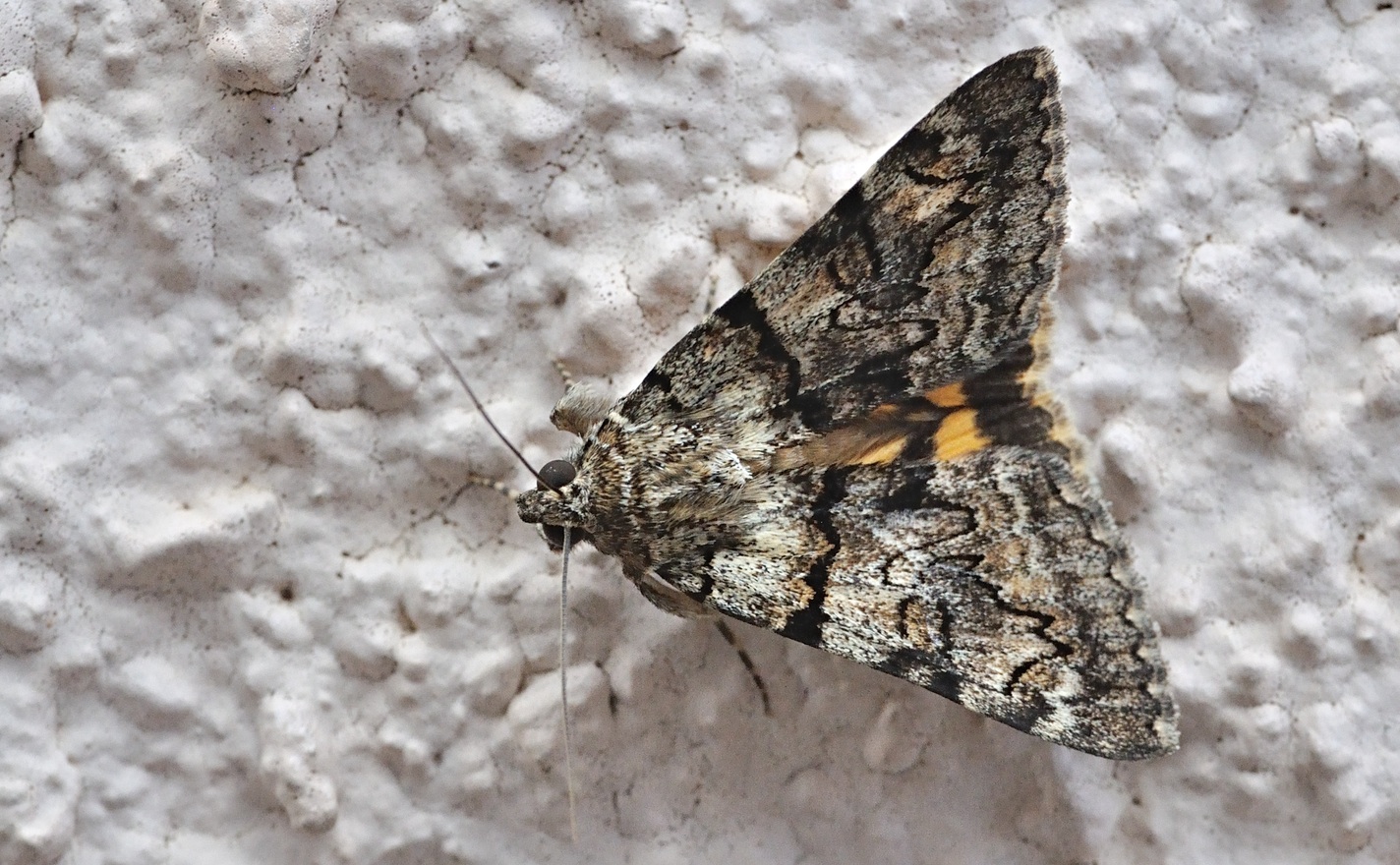 Foto B071528, © Adriaan van Os, Coustouges 26-06-2022, H�he 820 m, Catocala conversa