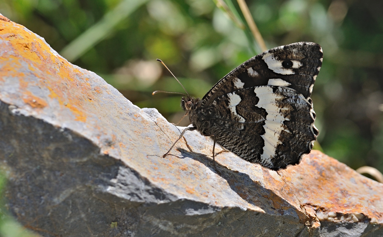 Foto B071610, © Adriaan van Os, Coustouges 01-07-2022, H�he 800 m, Brintesia circe