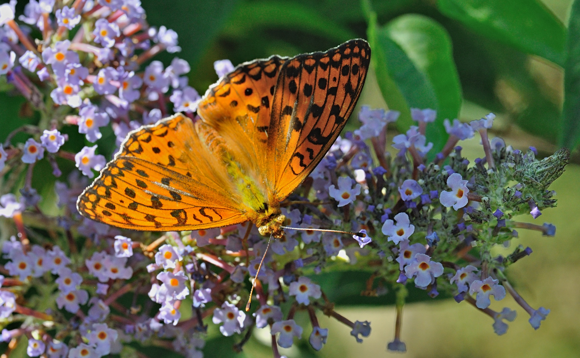 foto B071634, © Adriaan van Os, Coustouges 01-07-2022, altitud 800 m, Argynnis adippe