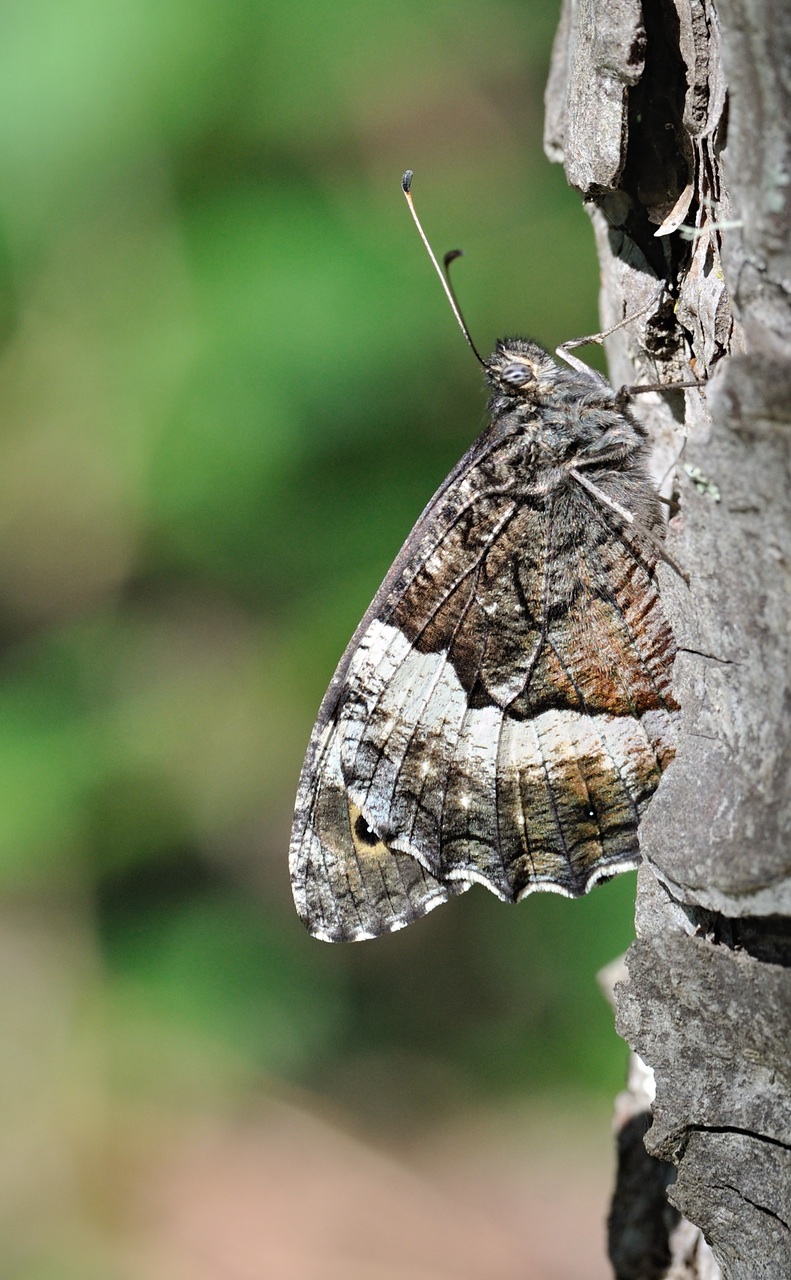 Foto B071647, © Adriaan van Os, Coustouges 01-07-2022, H�he 800 m, Hipparchia fagi