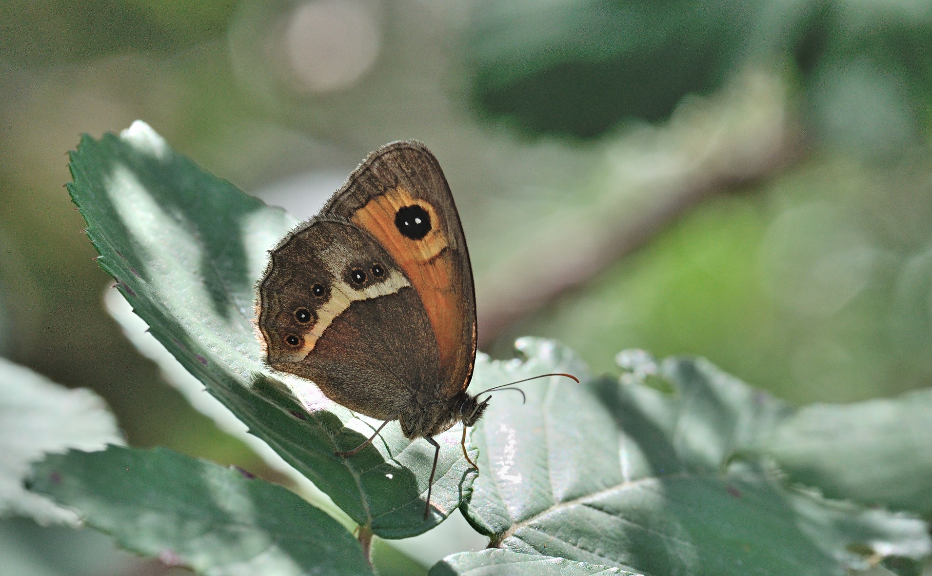 Foto B071660, © Adriaan van Os, Coustouges 01-07-2022, H�he 800 m, Pyronia bathseba