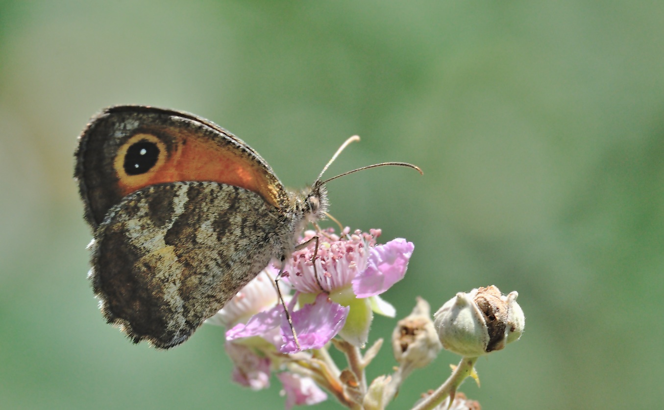 Foto B071688, © Adriaan van Os, Coustouges 01-07-2022, H�he 800 m, Pyronia cecilia