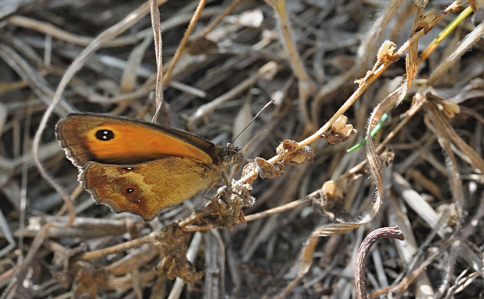 photo B071738, © Adriaan van Os, Villeroge 02-07-2022, altitude 800 m, Pyronia tithonus