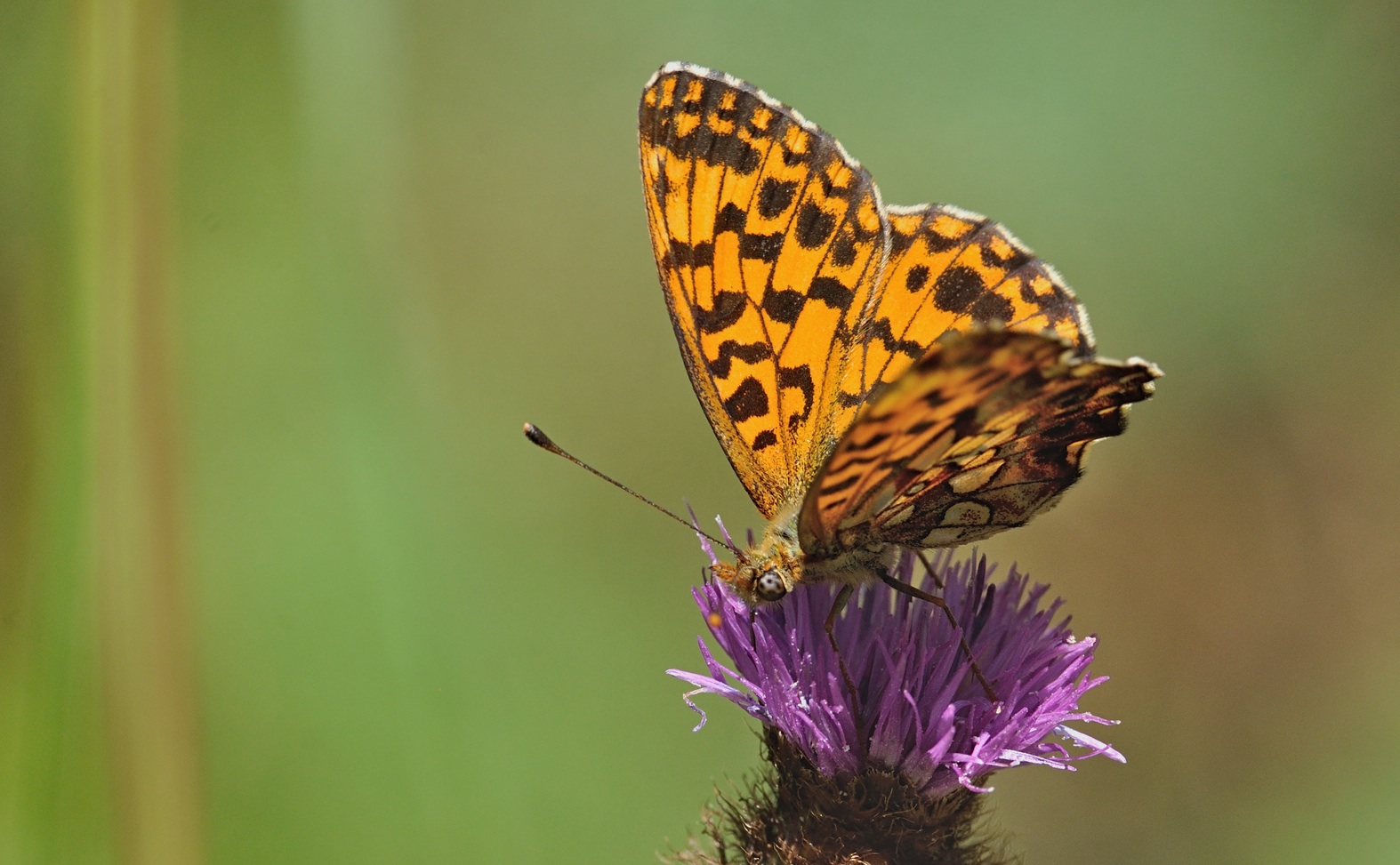 photo B071770, © Adriaan van Os, Villeroge 02-07-2022, altitudo 800 m, Boloria dia