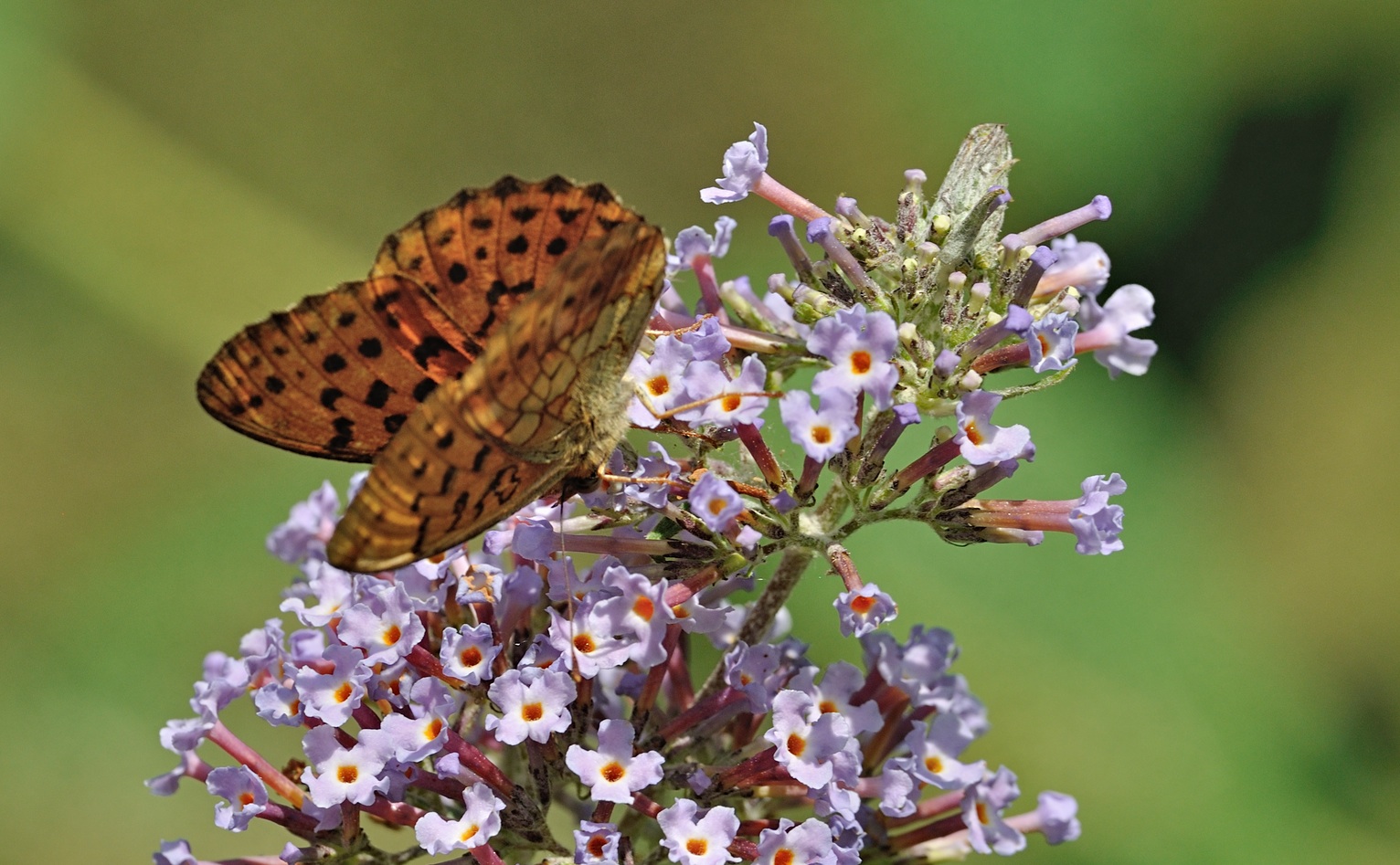 photo B071805, © Adriaan van Os, Coustouges 05-07-2022, altitude 800 m, Brenthis daphne