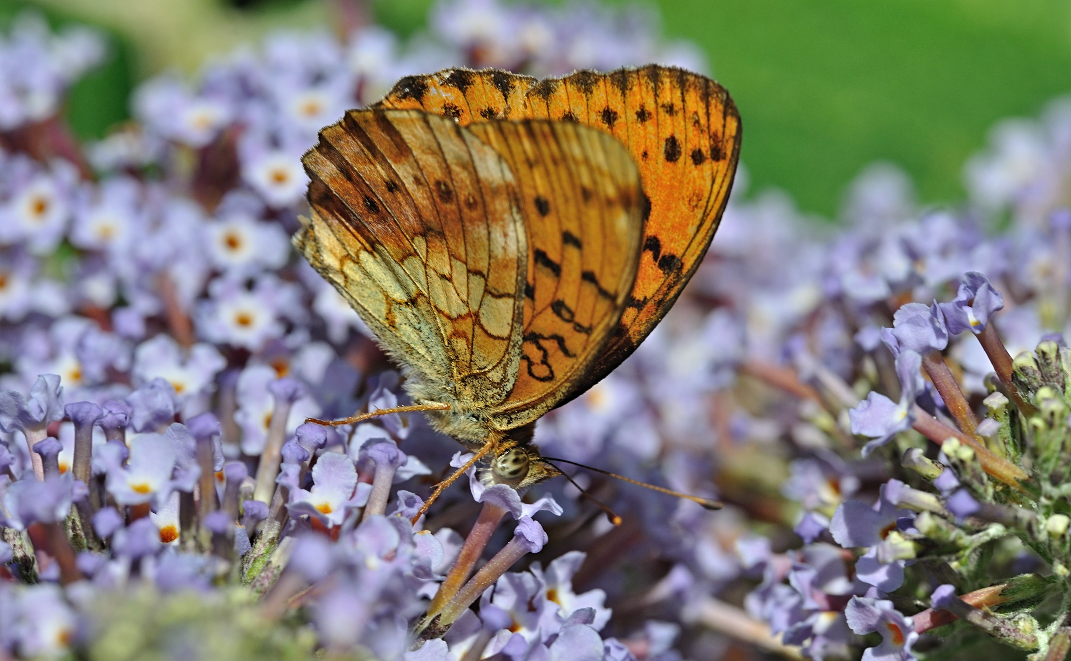 foto B071840, © Adriaan van Os, Coustouges 05-07-2022, hoogte 800 m, Brenthis daphne