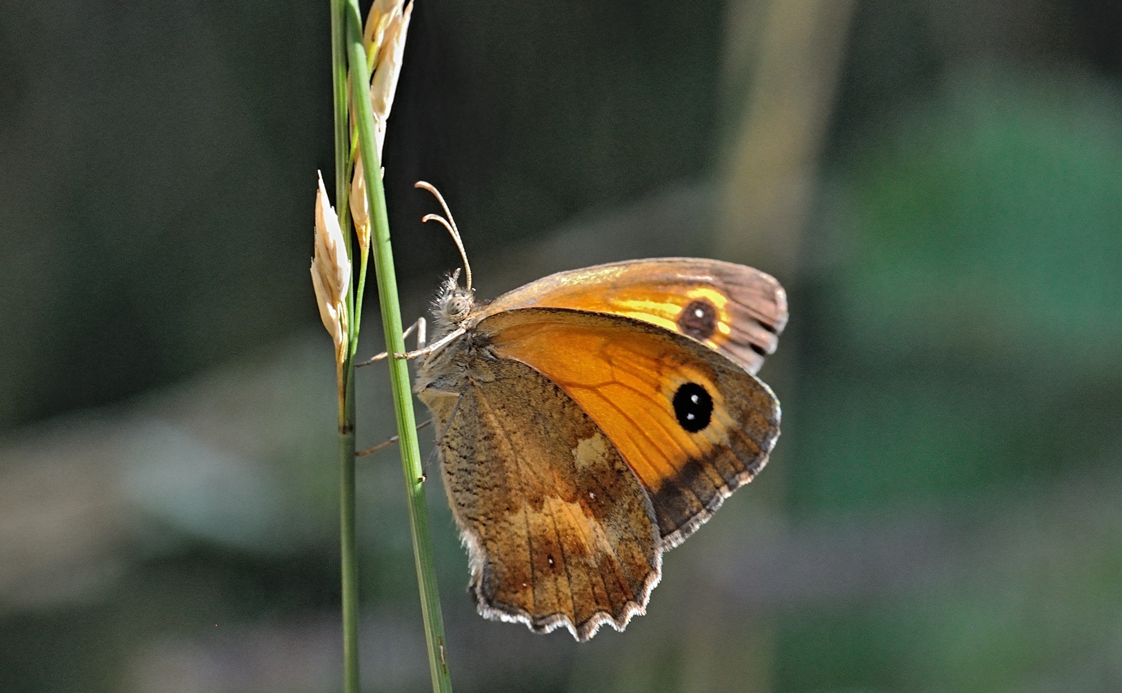 Foto B071916, © Adriaan van Os, Coustouges 21-07-2022, H�he 800 m, Pyronia tithonus