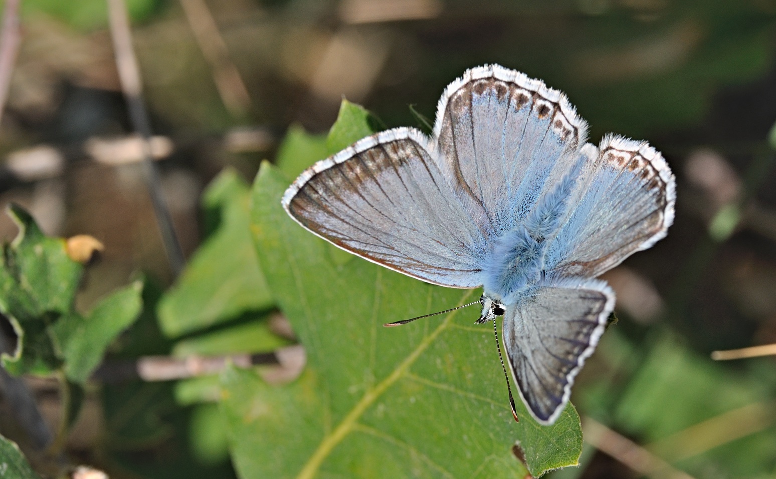 foto B071964, © Adriaan van Os, Coustouges 21-07-2022, altitud 800 m, Polyommatus coridon o Lysandra hispana