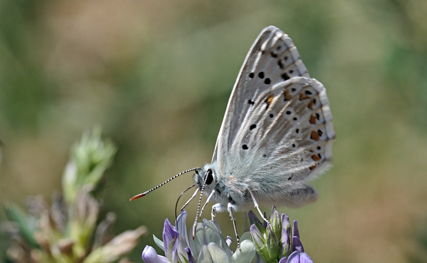 foto B071976, © Adriaan van Os, Coustouges 24-07-2022, altitud 820 m, Polyommatus coridon