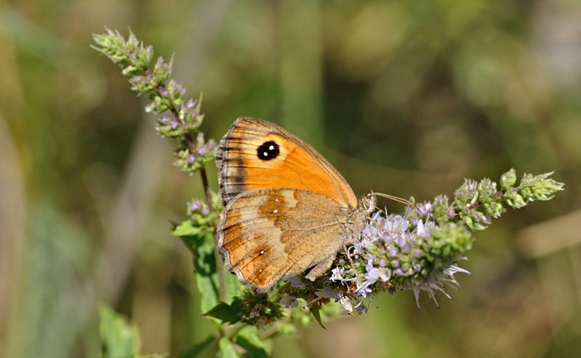Foto B072007, © Adriaan van Os, Coustouges 24-07-2022, H�he 820 m, Pyronia tithonus