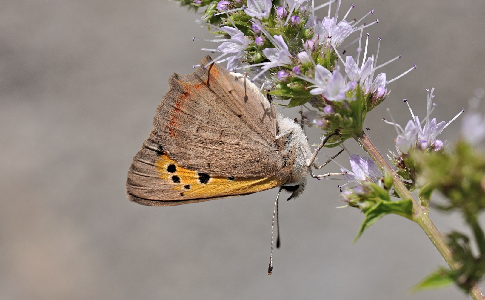 foto B072018, © Adriaan van Os, Coustouges 24-07-2022, hoogte 820 m, Lycaena phlaeas