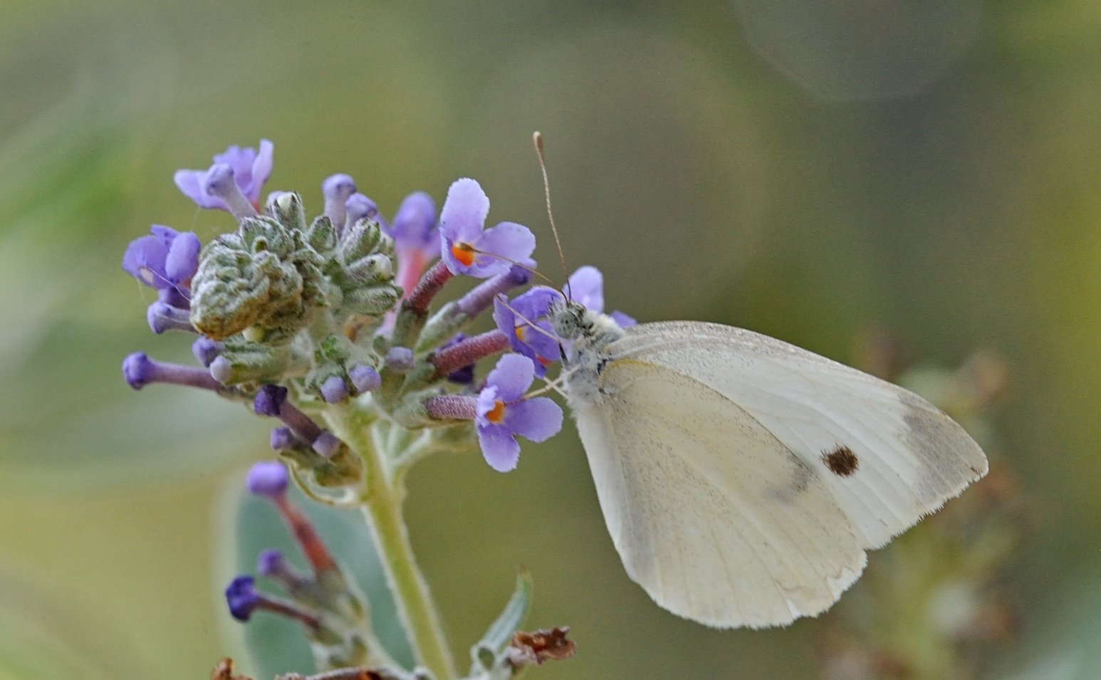 foto B072042, © Adriaan van Os, Coustouges 25-07-2022, altitud 820 m, Pieris napi