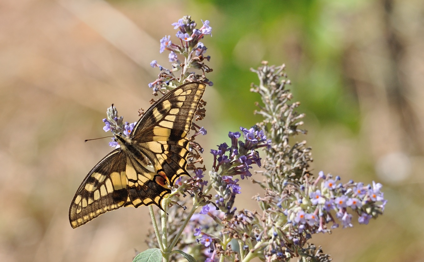 foto B072054, © Adriaan van Os, Coustouges 27-07-2022, altitud 820 m, Papilio machaon