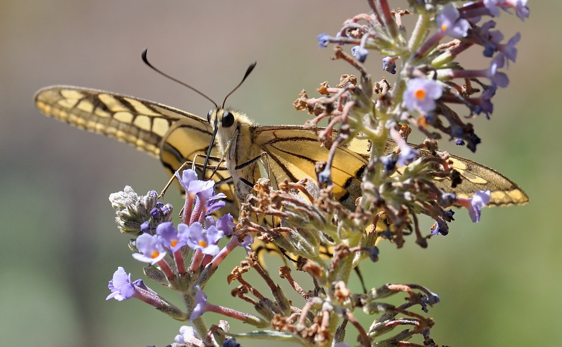foto B072061, © Adriaan van Os, Coustouges 27-07-2022, altitud 820 m, Papilio machaon