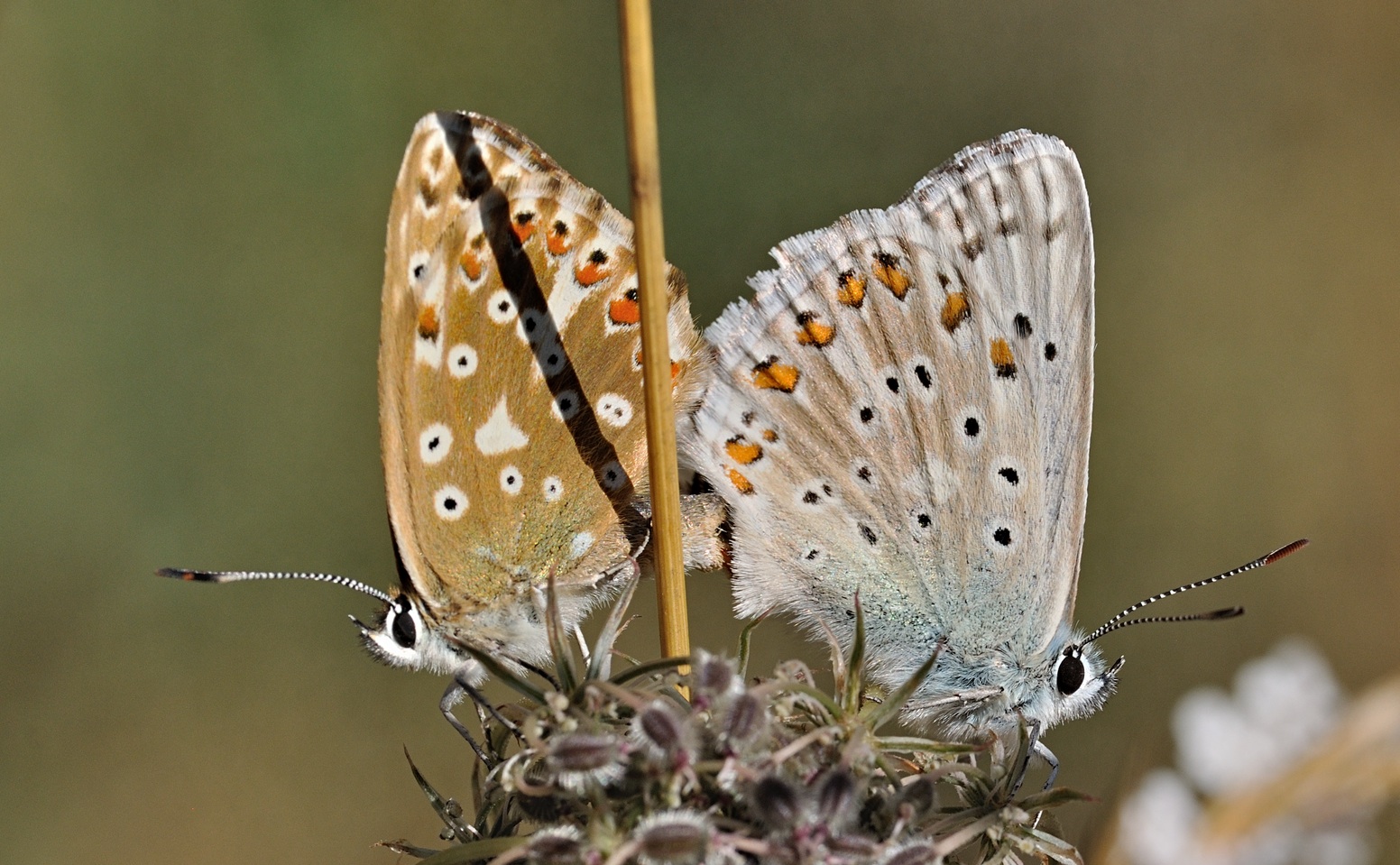 Foto B072080, © Adriaan van Os, Coustouges 01-08-2022, H�he 800 m, Lysandra hispana, Copula
