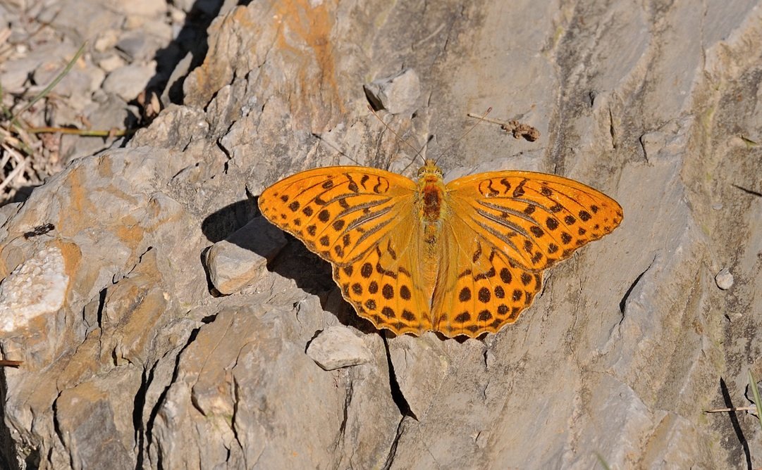 photo B072110, © Adriaan van Os, Coustouges 01-08-2022, altitude 800 m, ♂ Argynnis paphia
