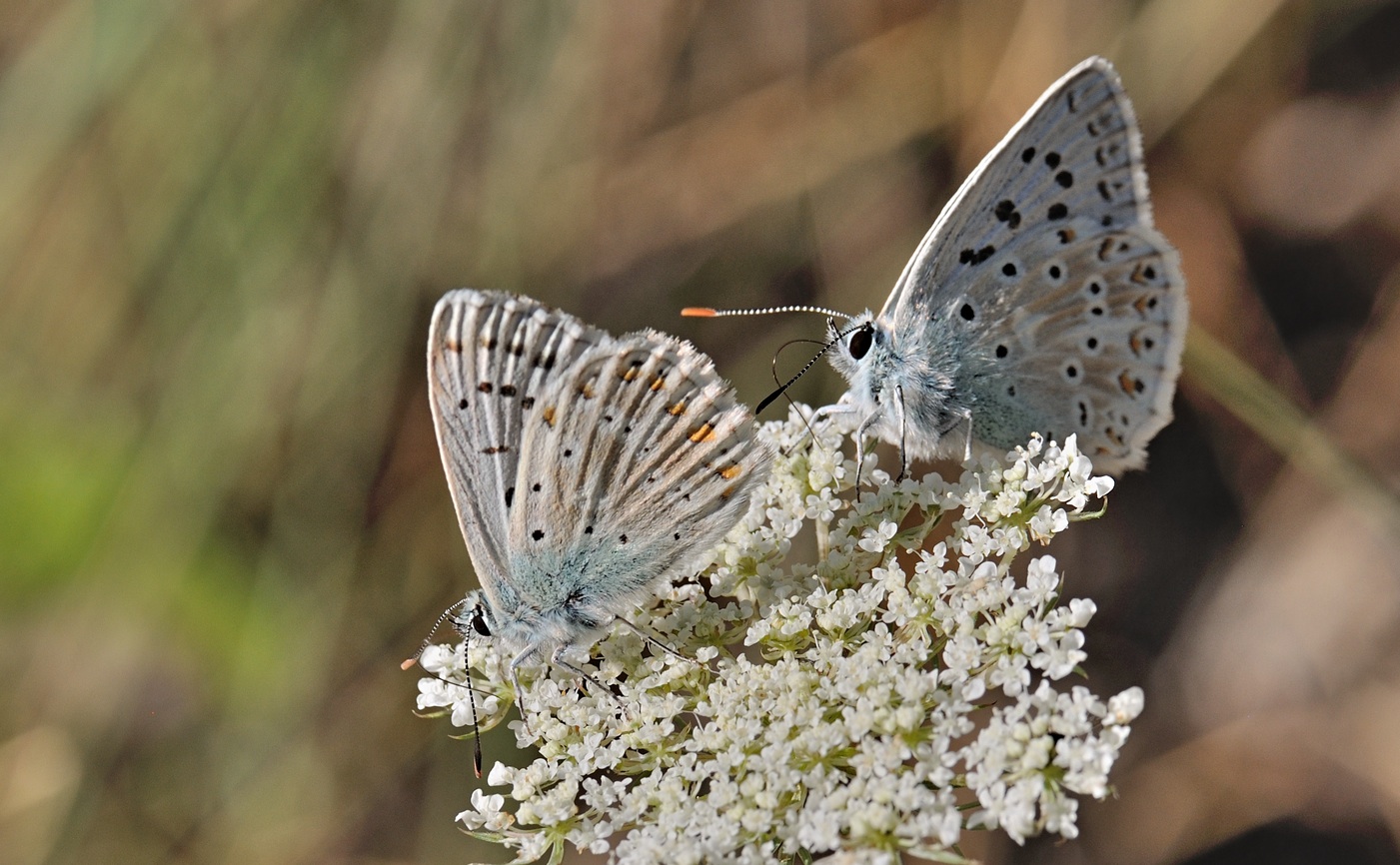 foto B072111, © Adriaan van Os, Coustouges 01-08-2022, altitud 800 m, Polyommatus coridon (a l'esquerra) amb Lysandra hispana (a la dreta)