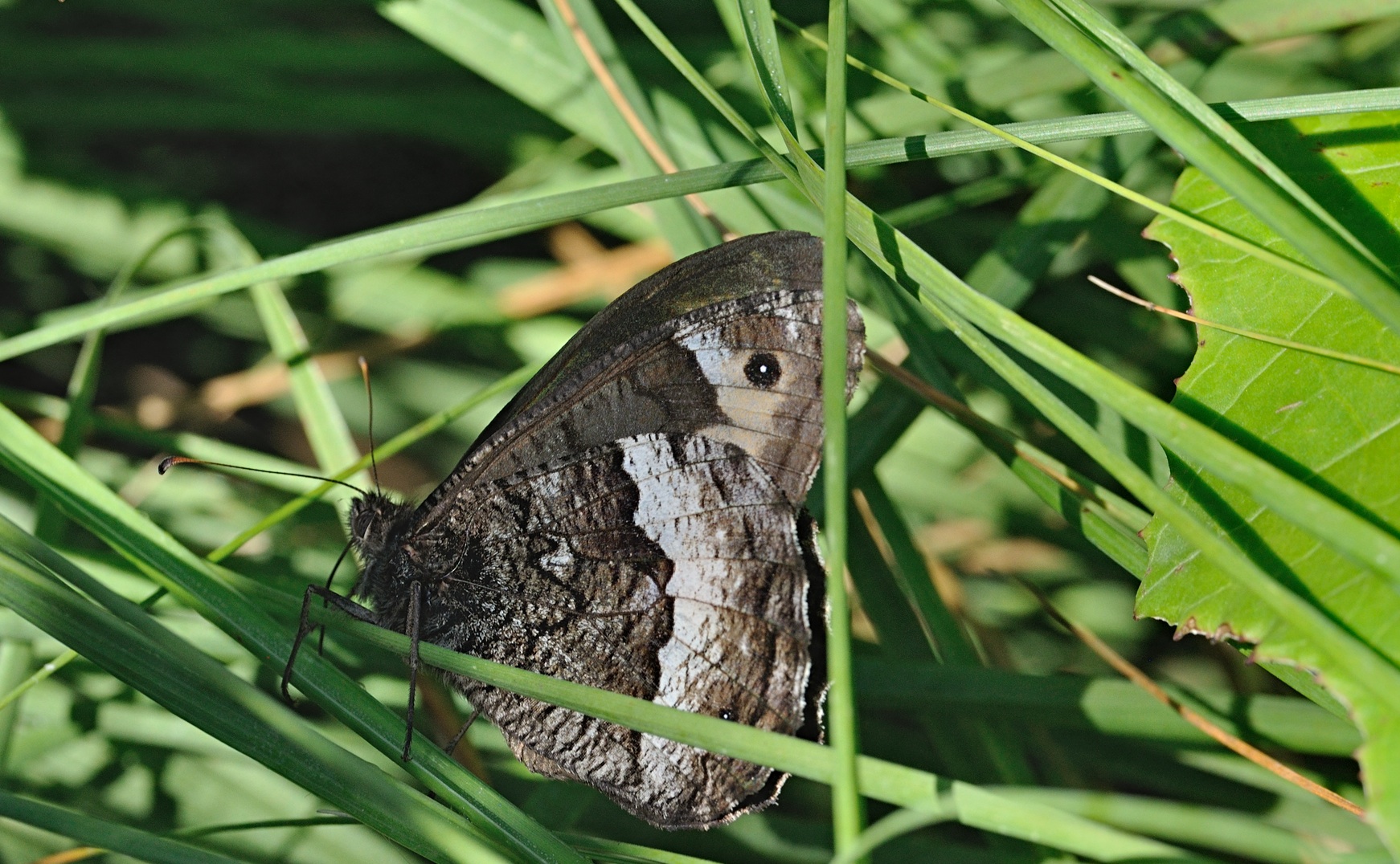 Foto B072143, © Adriaan van Os, Coustouges 01-08-2022, H�he 800 m, Hipparchia fagi