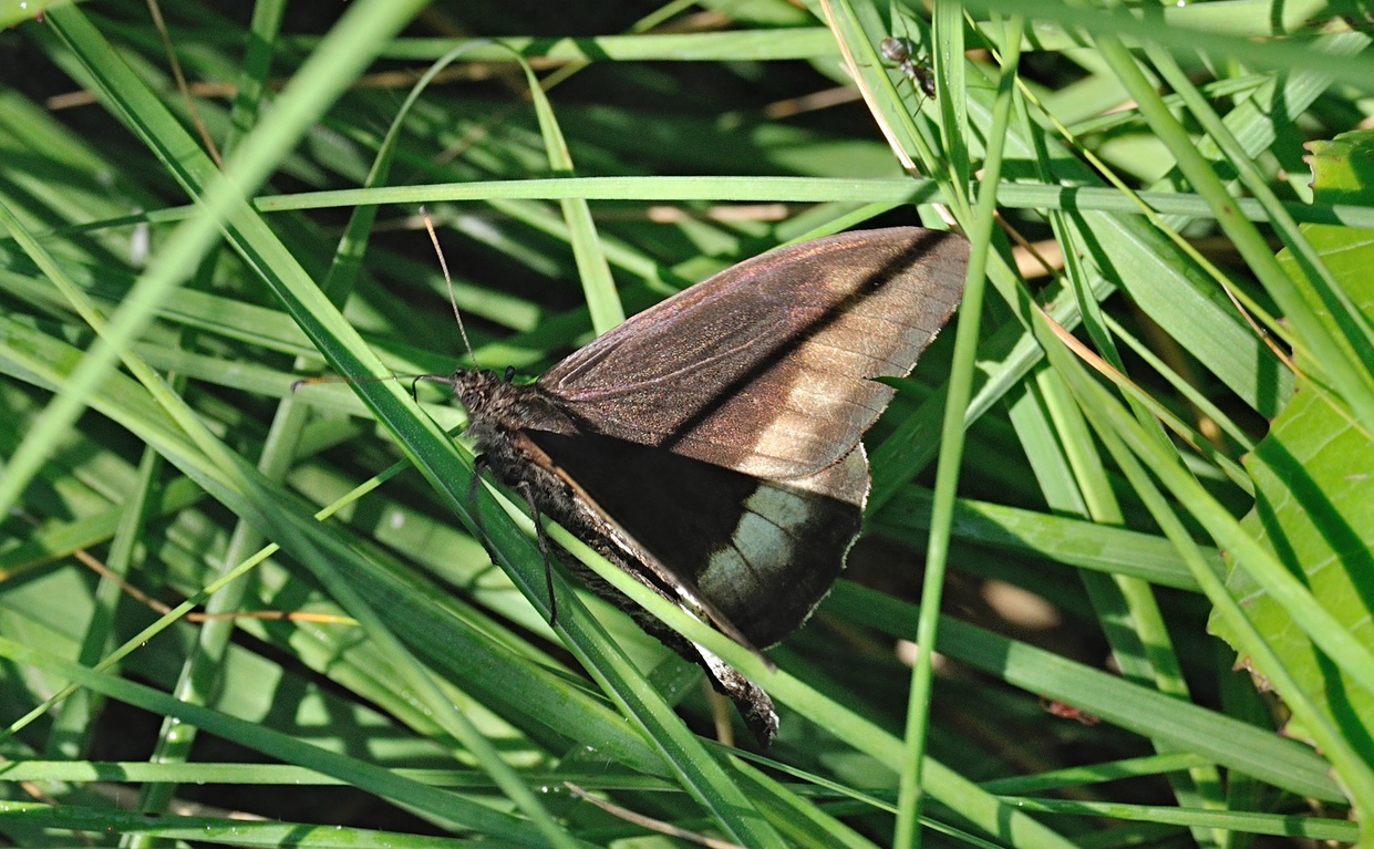 Foto B072145, © Adriaan van Os, Coustouges 01-08-2022, H�he 800 m, Hipparchia fagi